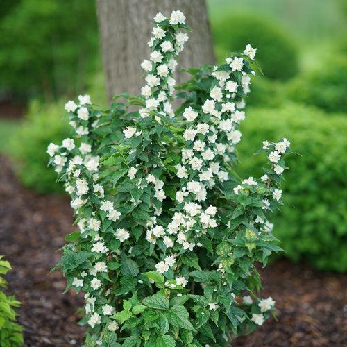 Philadelphus coronarius 'SMNPVG'  - Illuminati Tower® Mockorange