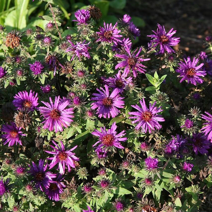 Aster nov-ang. 'Purple Dome'  - Purple Dome New England Aster