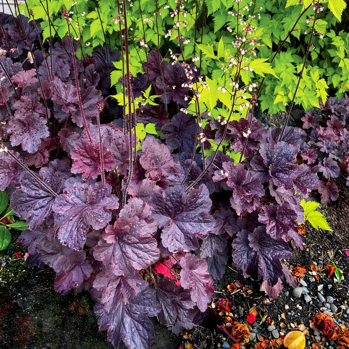 Heuchera 'TNHEUNEB'  - Northern Exposure™ Black Heuchera
