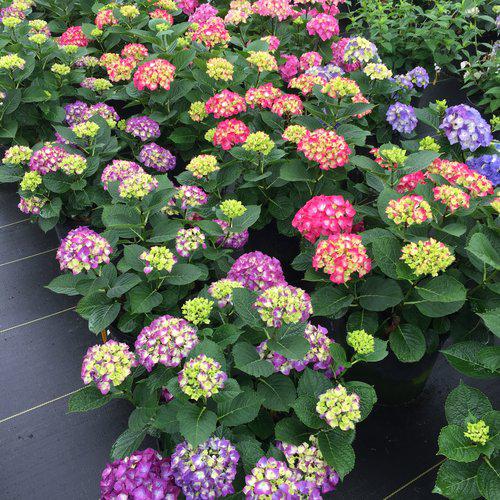 Hydrangea macrophylla 'SMNHML'  - Wee Bit Giddy® Hydrangea