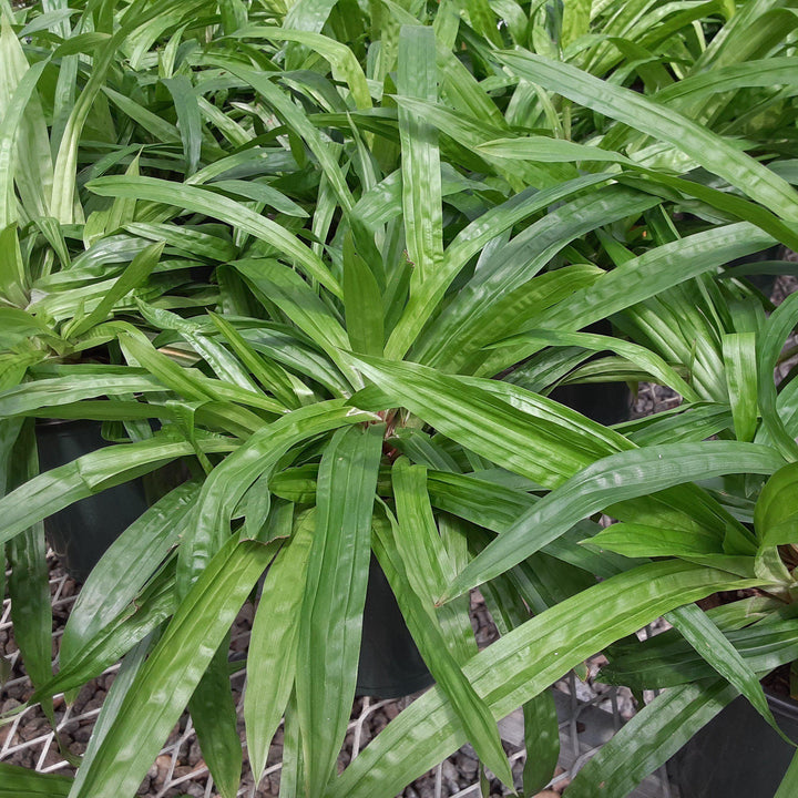 Carex plantaginea  - Seersucker Sedge