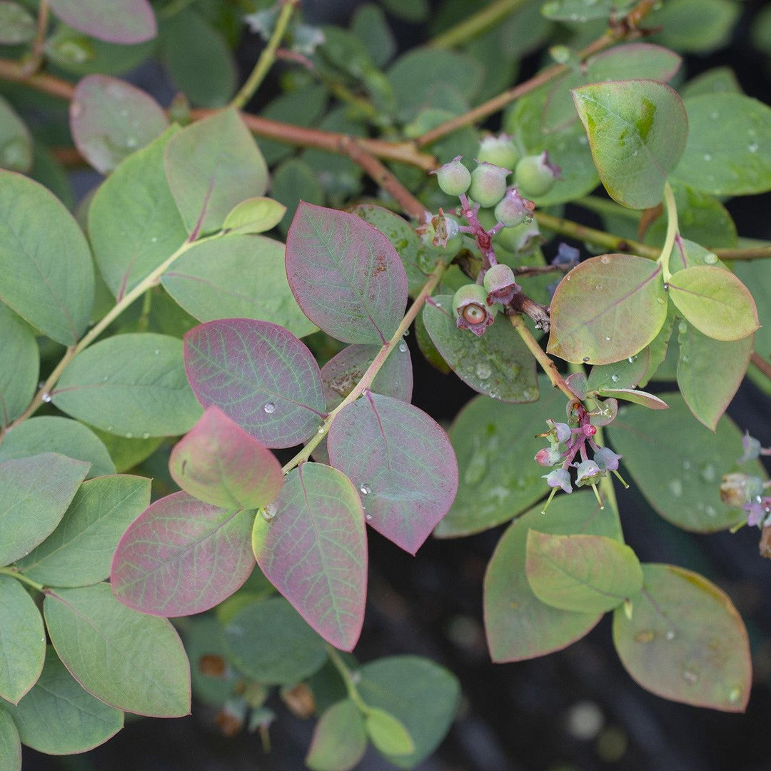 Vaccinium corymbosum 'ZF06-089'  - Bushel and Berry® Silver Dollar® Blueberry