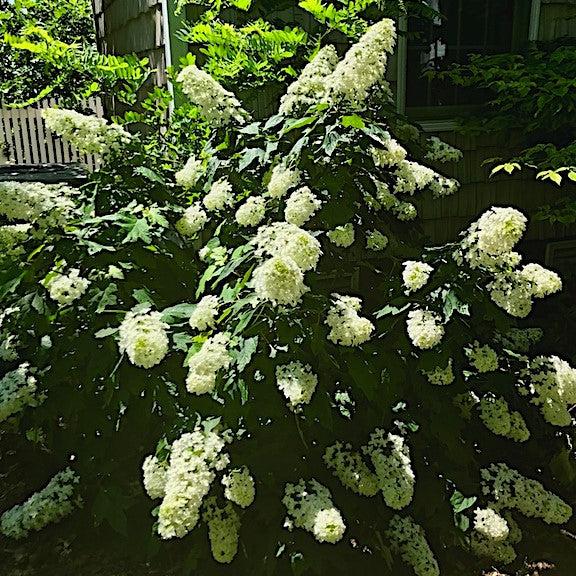 Hydrangea quercifolia 'Snowcicle'  - Snowcicle Hydrangea