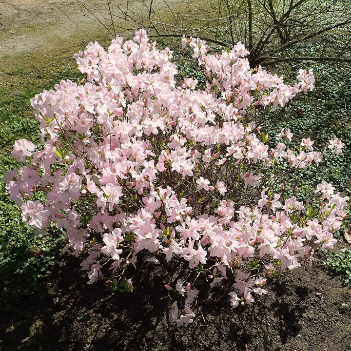Rhododendron schlippenbachii  - Royal Azalea