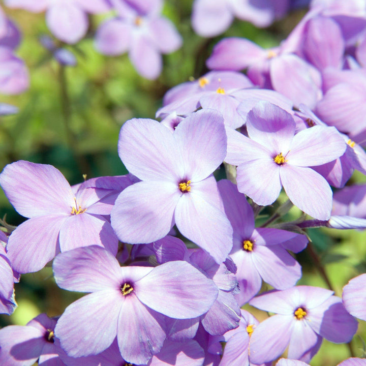 Phlox stolonifera 'Sherwood Purple'  - Sherwood Purple Creeping Phlox