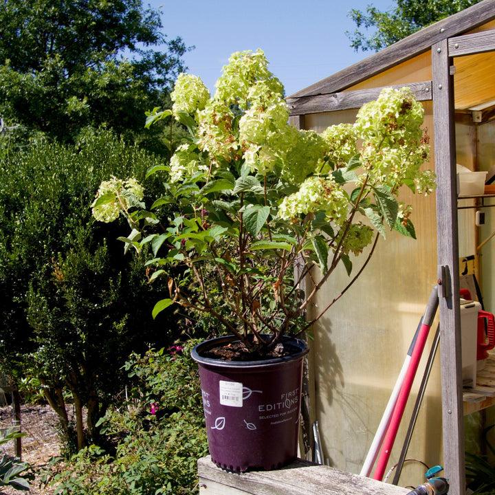 Hydrangea paniculata 'Renba' PP28,509  - First Editions® Berry White® Hydrangea