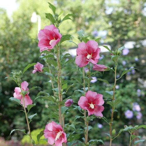 Hibiscus syriacus 'GFNHSRP'  - Red Pillar® Rose of Sharon