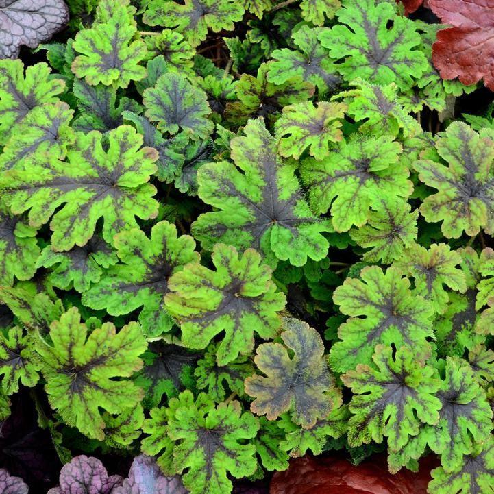 Tiarella 'Fingerpaint'  - Fingerpaint Foam Flower