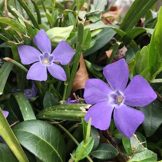 Vinca minor 'Bowles'  - Bowles Periwinkle