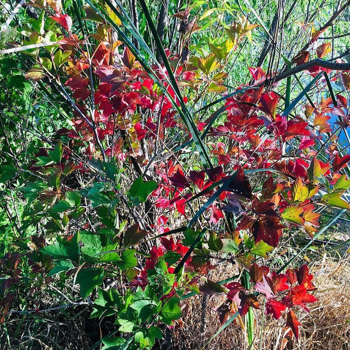 Gaylussacia baccata  - Black Huckleberry