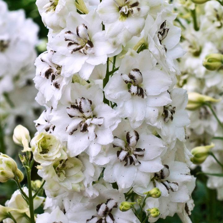 Delphinium x 'Black Eyed Angels'  - Black Eyed Angels Delphinium