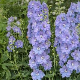 Delphinium x 'ET DLP 17-03'  - Delgenius™ Shelby Delphinium