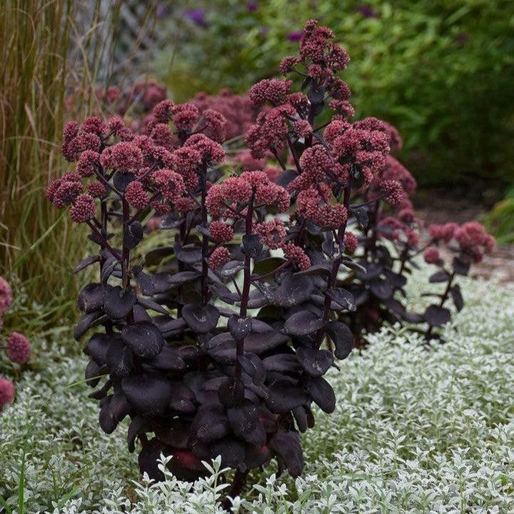Sedum 'Night Embers'  - Night Embers Stonecrop