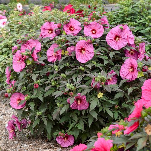 Hibiscus 'Berry Awesome' PP27936  - Summerific® Berry Awesome Hibiscus