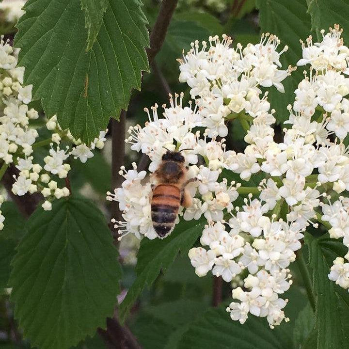 Viburnum dentatum 'Plum Pudding'  -  NativeStar® Plum Pudding Viburnum