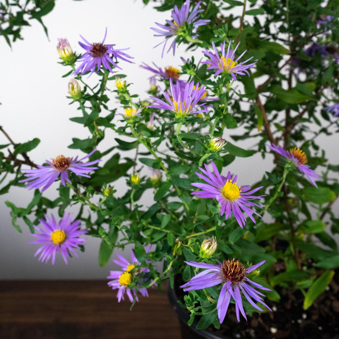 Aster oblongifolius 'Raydon's Favorite'  - Raydon's Favorite Aromatic Aster