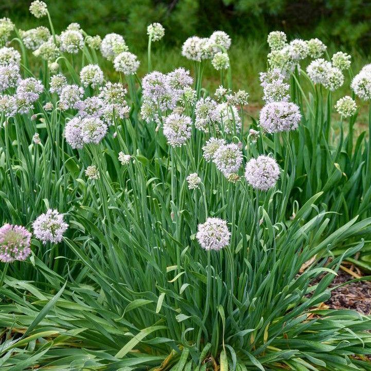 Allium ‘Bobblehead’  - Bobblehead Ornamental Onion