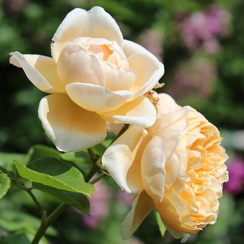 Rosa 'Auspoly'  - Charlotte Rose