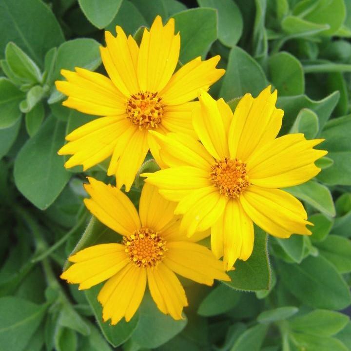Coreopsis pubescens 'Sunshine Superman'  - Sunshine Superman Star Tickseed