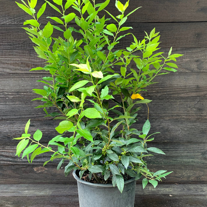 Ilex verticillata 'Winter Red'  - Winter Red Winterberry