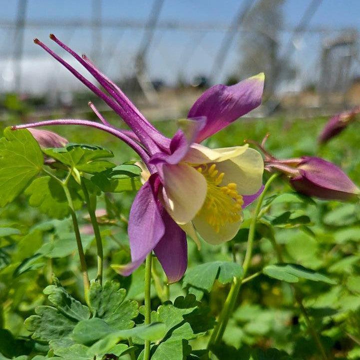 Aquilegia 'PAS1258488'  - Earlybird™ Purple Yellow Columbine