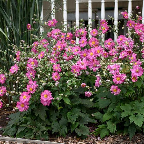 Anemone hybrid 'Sweetly'  - PW® Fall in Love® Sweetly Anemone