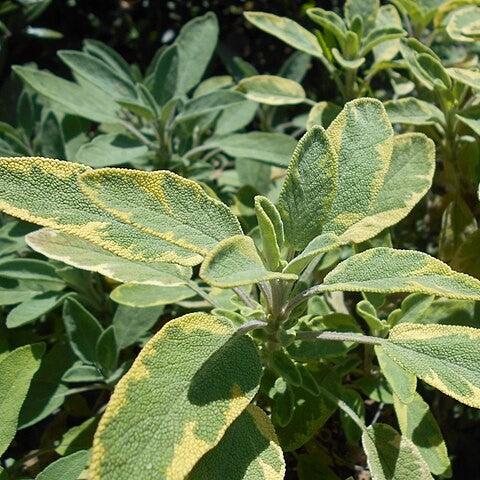 Salvia officinalis 'Icterina'  - Icterina Golden Sage