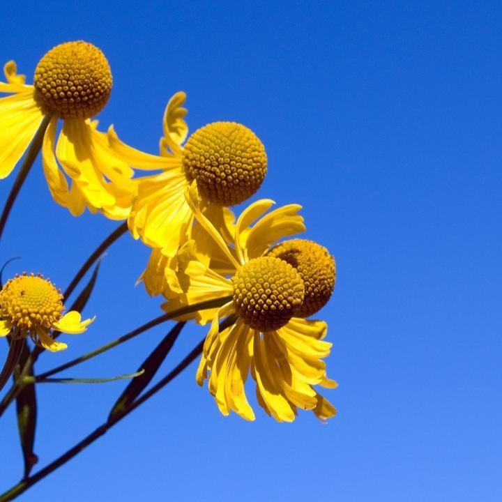 Helenium autumnale  - Common Sneezeweed