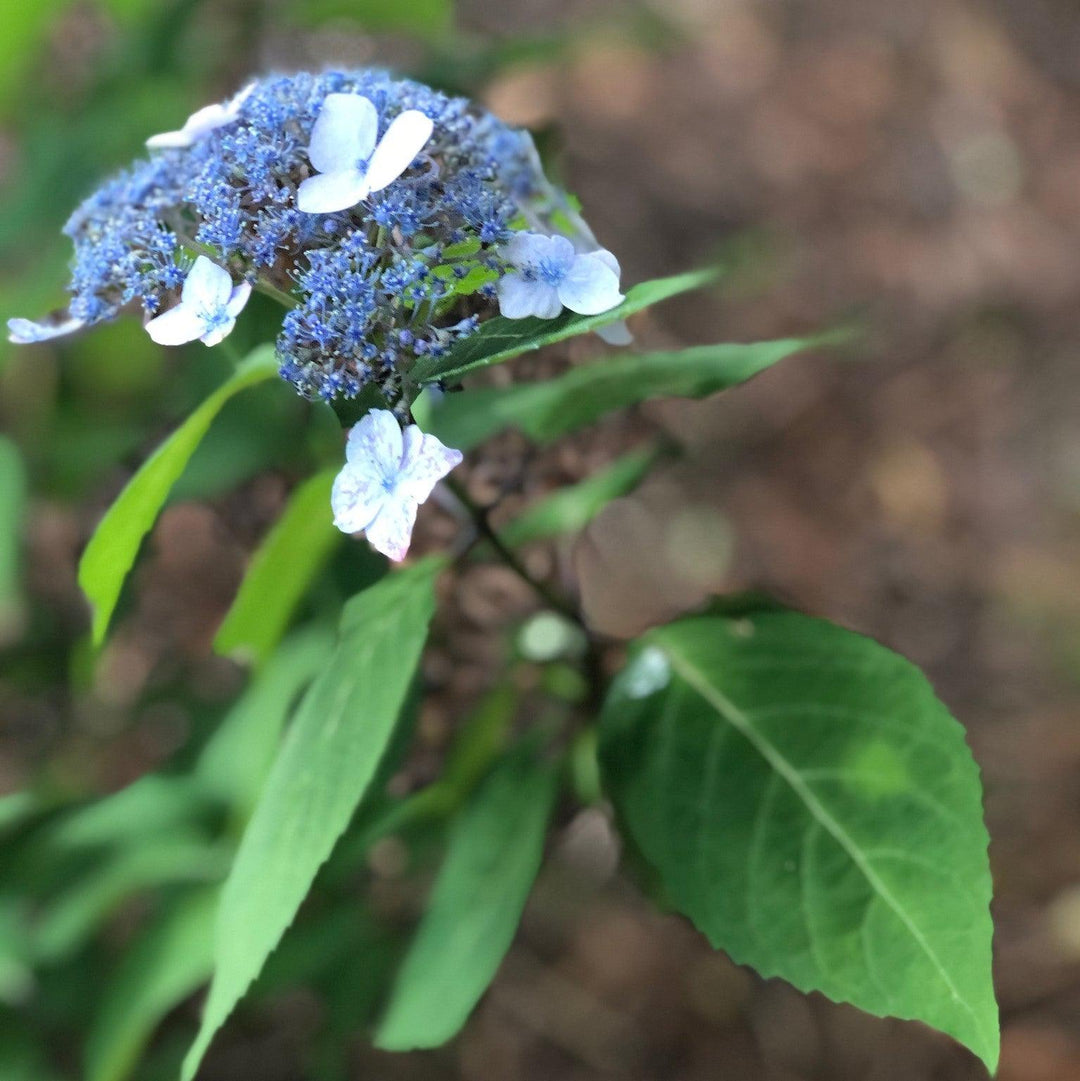 Hydrangea serrata 'Blue Billow'  - Blue Billow Hydrangea