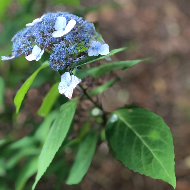 Hydrangea serrata 'Blue Billow'  - Blue Billow Hydrangea