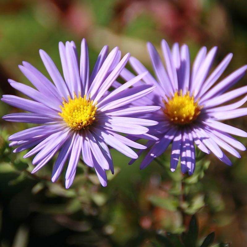 Aster oblongifolius 'Raydon's Favorite'  - Raydon's Favorite Aromatic Aster