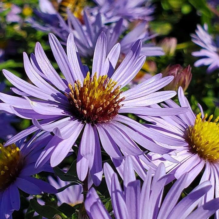 Aster oblongifolium 'Twilight Sky'  - Twilight Sky Aromatic Aster
