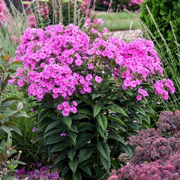 Phlox paniculata 'Luminary Prismatic Pink'  - Luminary® Prismatic Pink Phlox