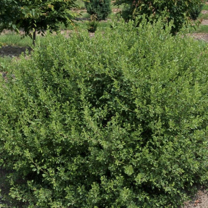 Rhus aromatica 'Fine Textured Compact Select A'  - Lacette™ Sumac