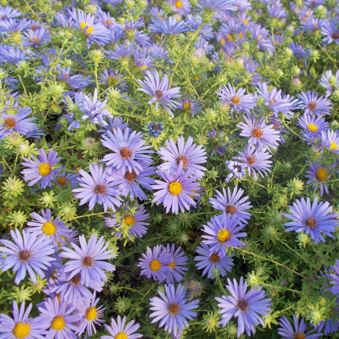 Aster oblongifolium 'October Skies'  - October Skies Aromatic Aster