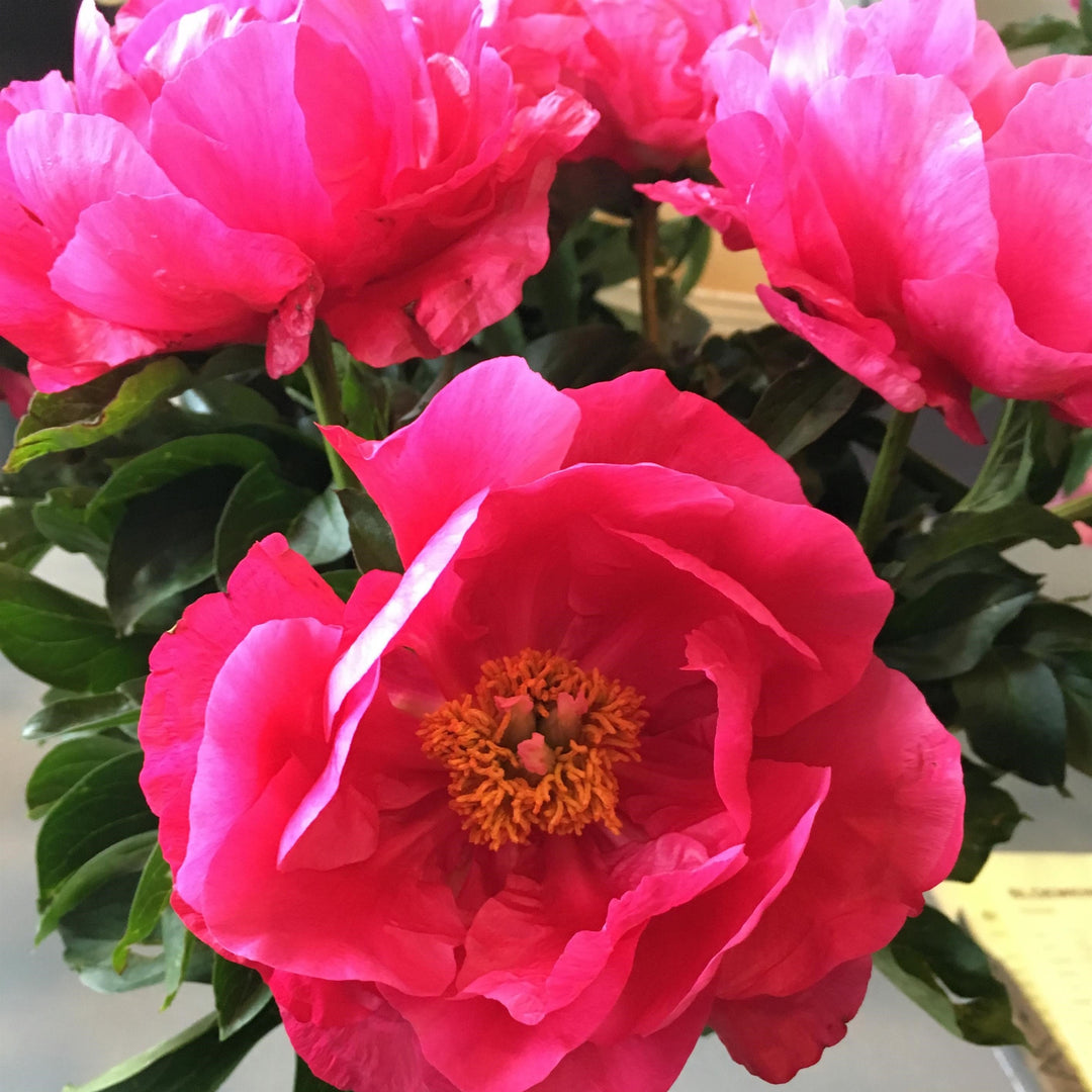 Paeonia lactiflora 'Paula Fay'  - Paula Fay Peony