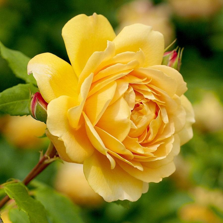 Rosa 'AUSgold'  - Golden Celebration Rose