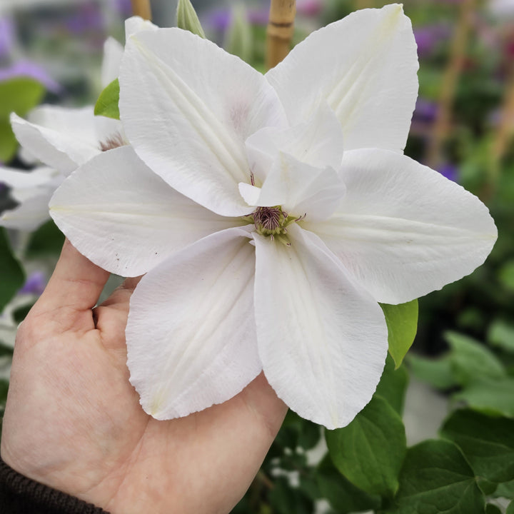 Clematis 'EviGsy153'  - Guernsey Flute™ Clematis