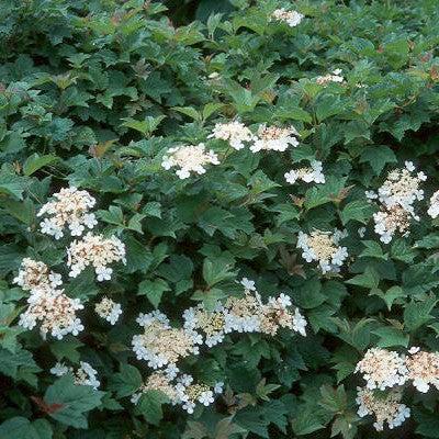 Viburnum opulus 'Nanum'  - Nanum European Cranberrybush