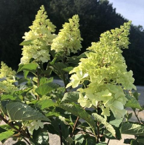 Hydrangea paniculata 'Renba' PP28,509  - First Editions® Berry White® Hydrangea
