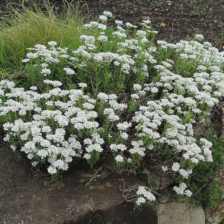 Iberis sempervirens 'Snowsurfer'  - Snowsurfer™ Candytuft