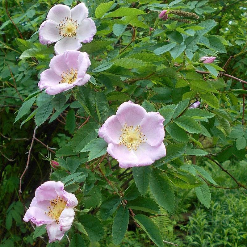 Rosa carolina  - Carolina Rose