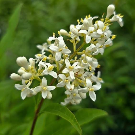 Ligustrum vulgare 'Cheyenne'  - Cheyenne European Privet