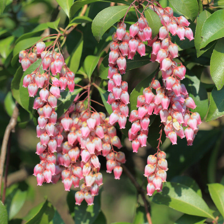 Pieris japonica 'Katsura'  - Katsura Pieris