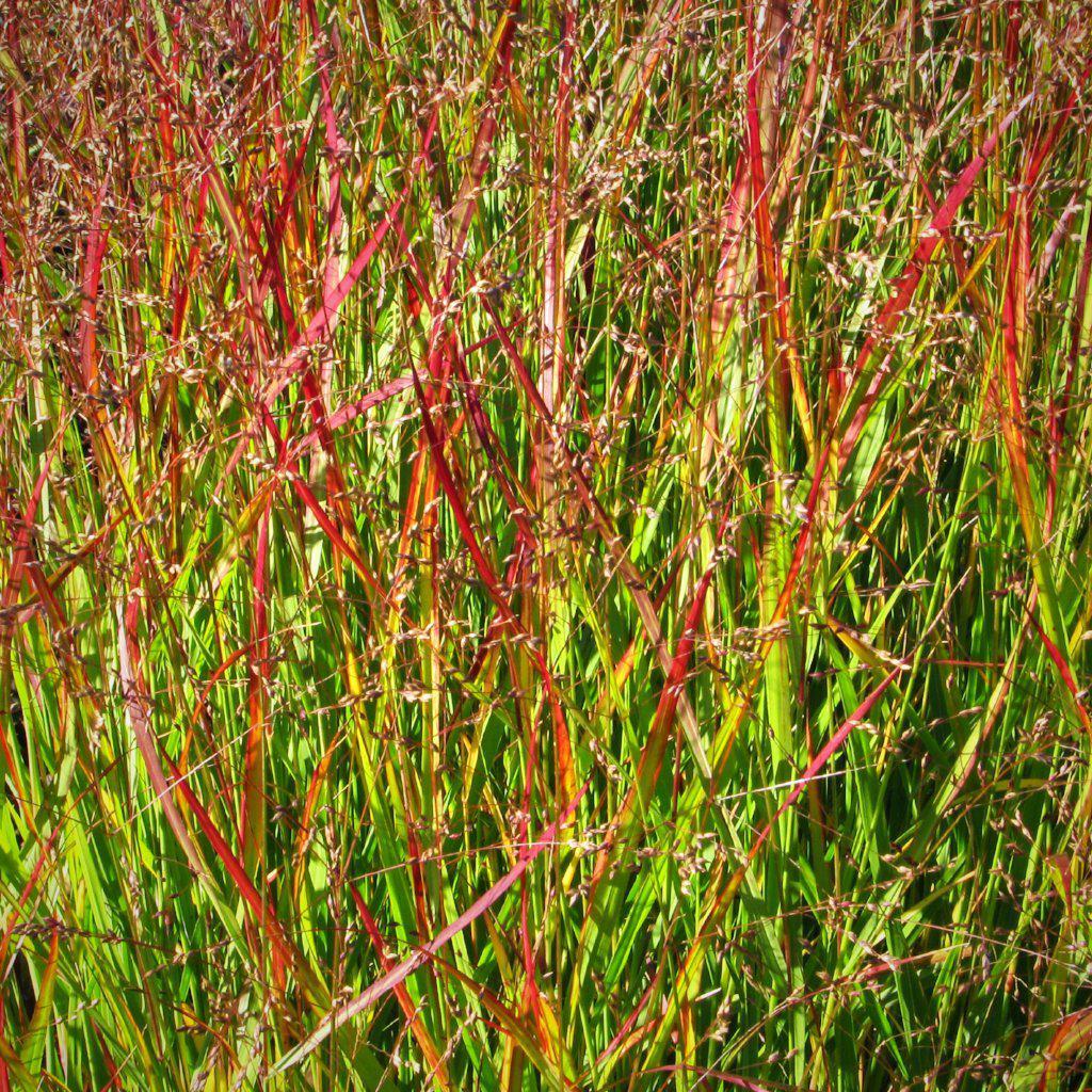 Panicum virgatum 'Shenandoah'  - Shenandoah Switch Grass