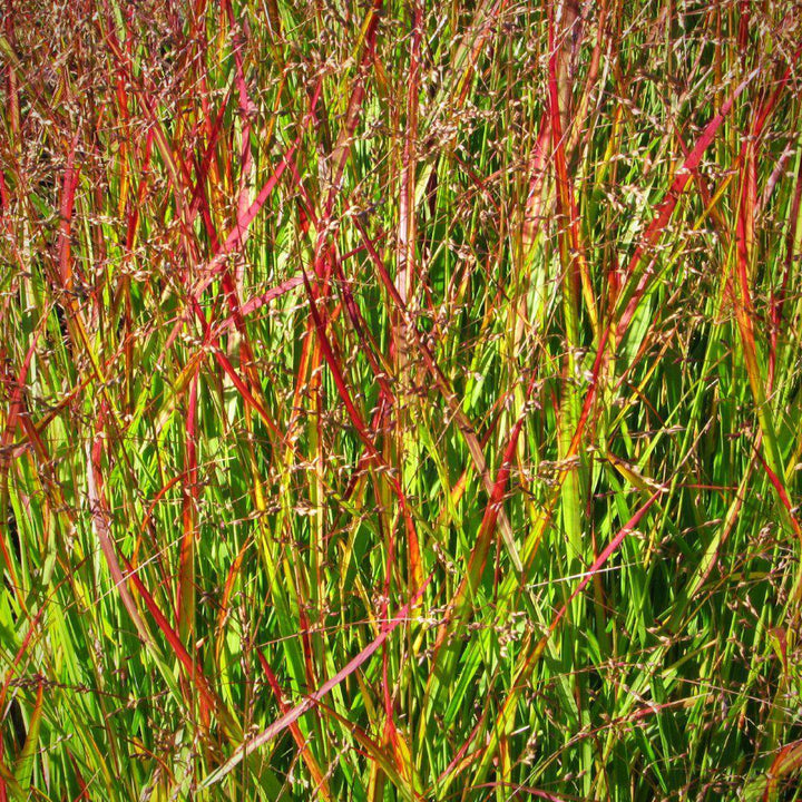 Panicum virgatum 'Shenandoah'  - Shenandoah Switch Grass