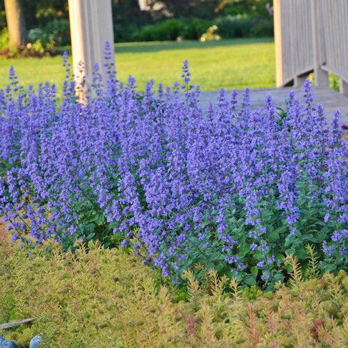 Nepeta faassenii 'Cat's Meow'  - Cat's Meow Catmint