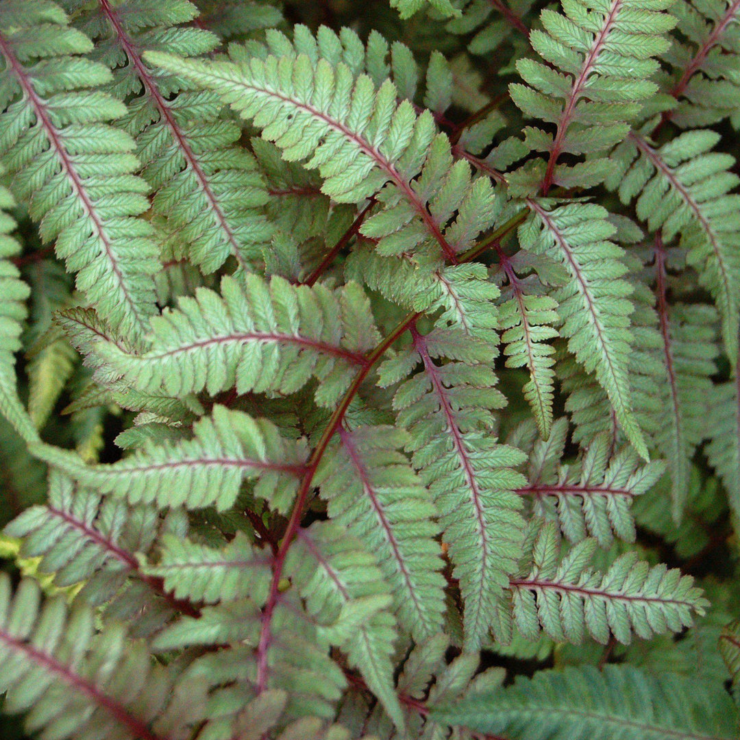 Athyrium niponicum var. pictum  - Japanese Painted Fern
