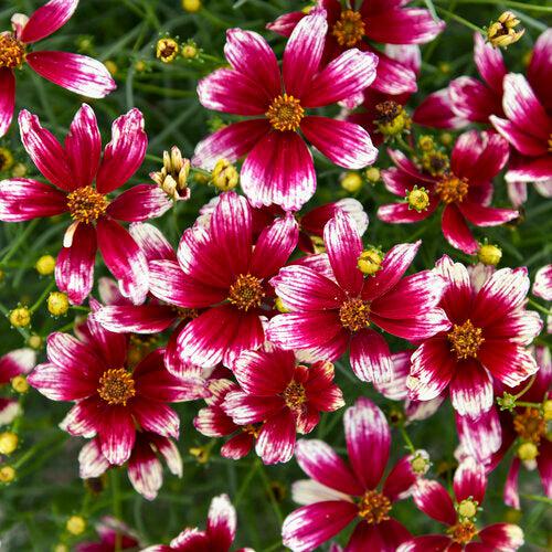 Coreopsis verticillata 'Heartstrings'  - Designer Threads™ Heartstrings Coreopsis