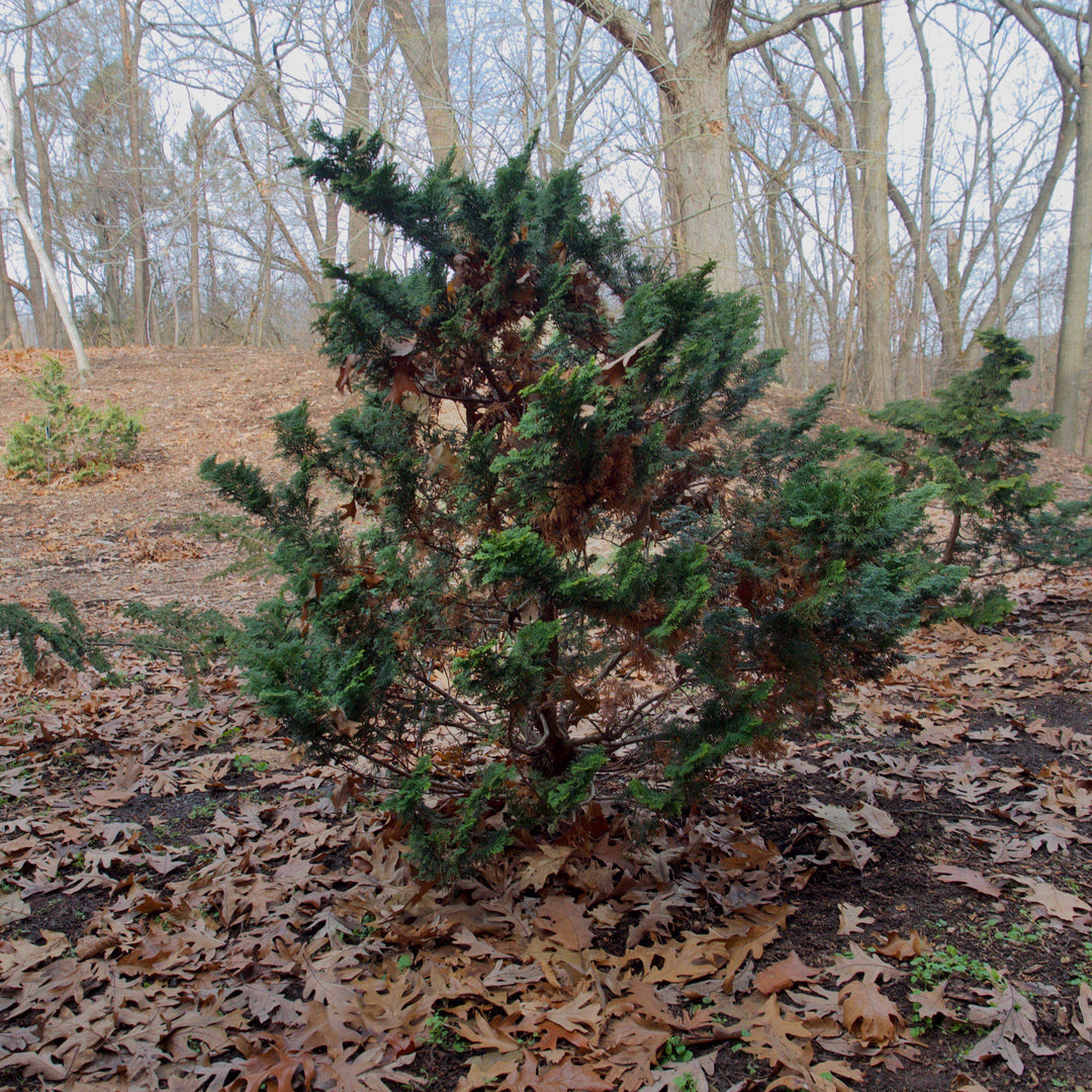 Chamaecyparis obtusa 'Gracilis'  - Slender Hinoki False Cypress